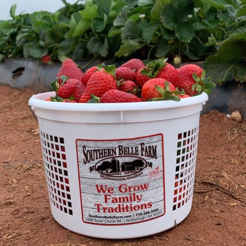 A white basket filled with fresh strawberries, sitting on the ground at Southern Belle Farm in McDonough, Georgia.
