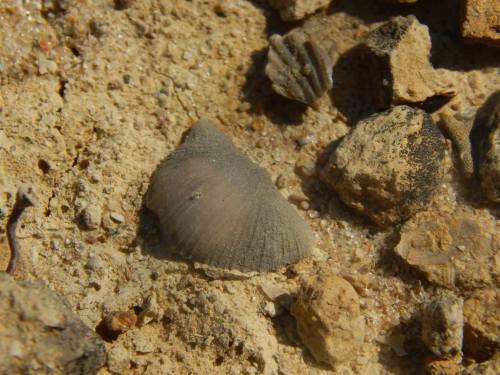 A close-up of a gray shell on sandy ground, surrounded by small rocks and pebbles.