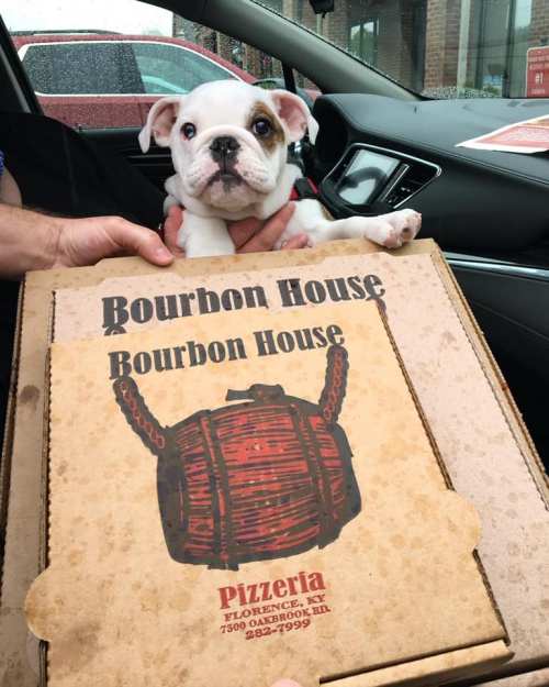 A small puppy sits on a pizza box labeled "Bourbon House" inside a car.