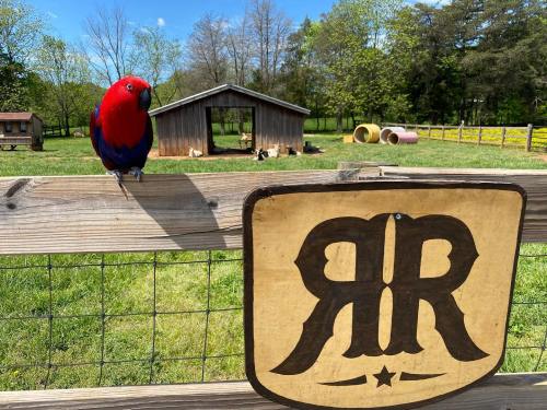 A colorful red and blue bird perched on a fence near a rustic barn and green pasture.