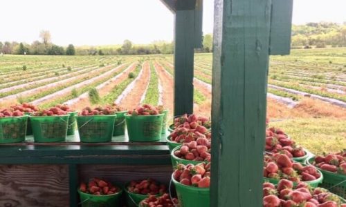 Baskets of freshly picked strawberries on a stand, with rows of strawberry plants in the background.