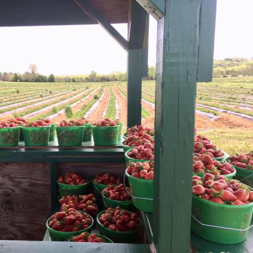 Baskets of freshly picked strawberries on a stand, with a lush strawberry field in the background.