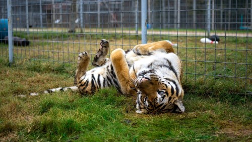 A tiger lies on its back in a grassy area, playfully stretching near a fence.