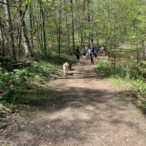 A wooded trail with people walking and a dog, surrounded by green trees and sunlight filtering through the leaves.