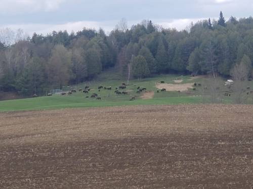 A herd of cows grazing on a green field surrounded by trees, with a brown field in the foreground.