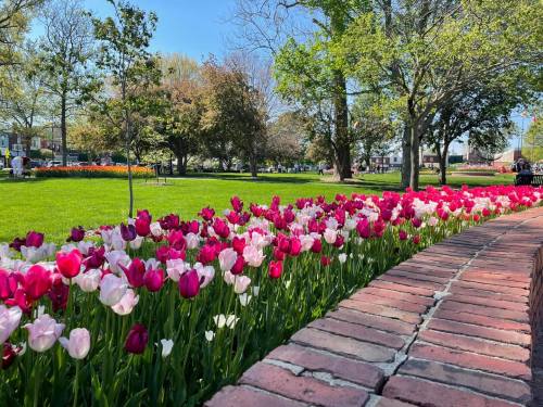 A vibrant garden with blooming pink and white tulips along a brick path, surrounded by lush green trees and grass.