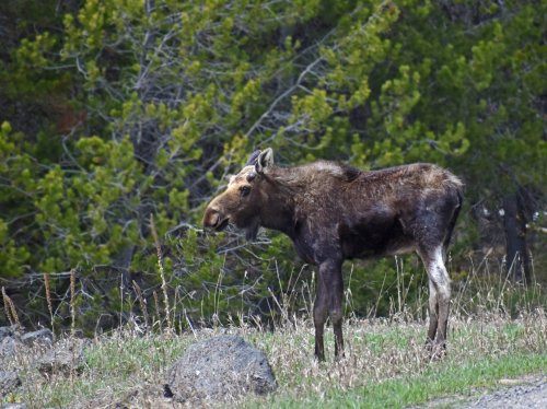 A moose stands beside a rocky area, surrounded by green trees and grass.