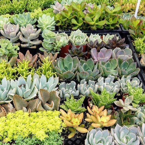 A vibrant display of various succulent plants in different shapes and colors, arranged in trays.