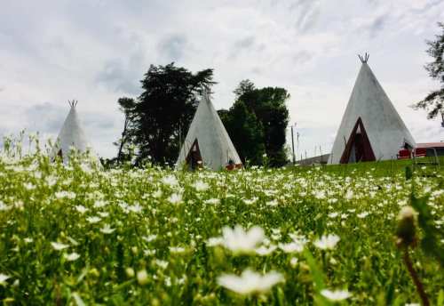 Three white teepees stand among a field of small white flowers under a cloudy sky.