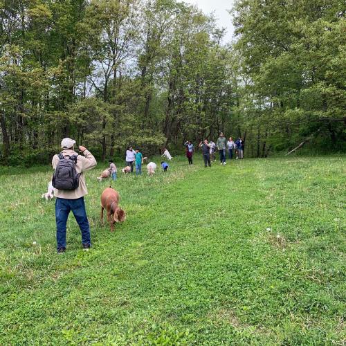 A group of people walking in a grassy area with pigs, surrounded by trees and greenery.