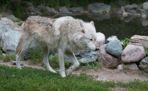 A gray wolf walks along a rocky path near a pond, surrounded by grass and stones.