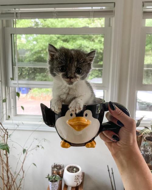 A small kitten with gray fur sits inside a penguin-shaped mug, held by a person in a bright room.