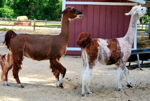 Two llamas with unique fur patterns stand in a sandy area near a red barn. Green trees are visible in the background.