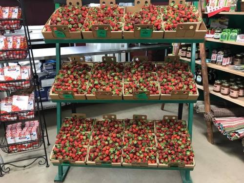 A display of fresh strawberries in cardboard boxes on a green shelf at a market.