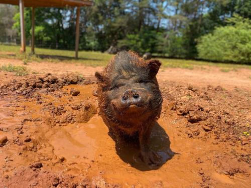 A pig happily splashes in a muddy puddle, surrounded by greenery and trees in a sunny outdoor setting.