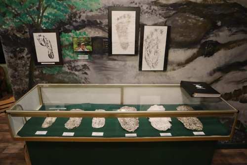Display of various footprint casts and sketches in a museum setting, with a backdrop of nature.