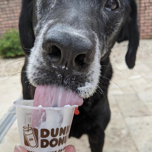 A black dog happily licks ice cream from a Dunkin' Donuts cup, with a playful expression and a bit of cream on its nose.