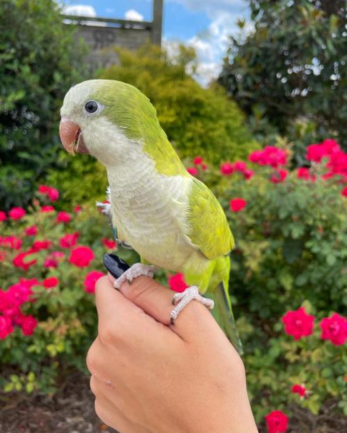 A green parakeet perched on a hand, surrounded by vibrant pink flowers and greenery.