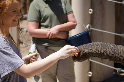 A young woman feeds an elephant with a piece of food while a zookeeper watches nearby.