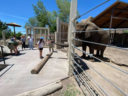 An elephant interacts with visitors at a zoo, while staff members assist and educate the guests.