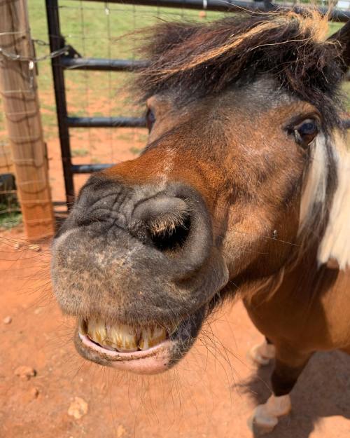 A close-up of a smiling pony with a shaggy mane, standing in a pen with a dirt ground and fence in the background.