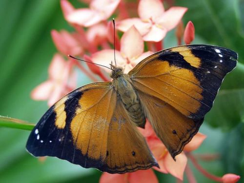A close-up of a butterfly with orange and black wings perched on pink flowers.