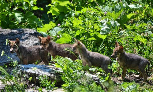 Four young wolves stand among lush green foliage and rocks, exploring their natural habitat.