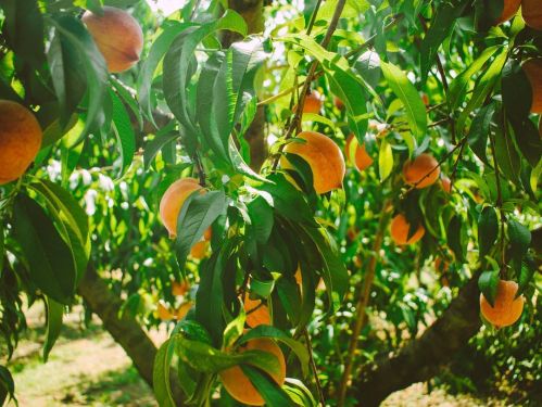 A peach tree laden with ripe peaches, surrounded by vibrant green leaves in a sunny orchard.