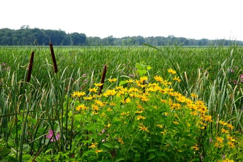 A vibrant patch of yellow flowers in the foreground, with tall grasses and a distant tree line under a cloudy sky.