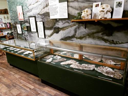Display case with various animal skulls and fossilized handprints, set against a nature-themed mural.