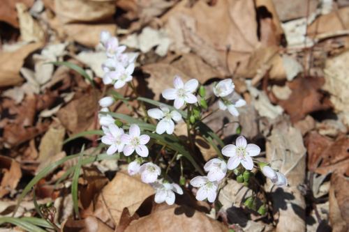 A cluster of delicate pink and white flowers growing among dry, brown leaves on the forest floor.