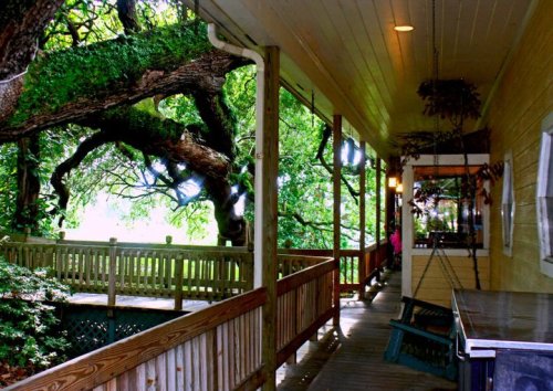 A wooden porch surrounded by lush greenery and a large tree, creating a serene and inviting atmosphere.