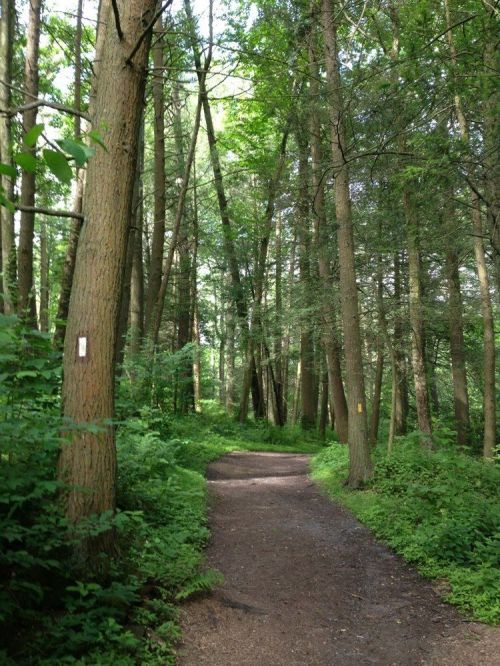 A serene forest path surrounded by tall trees and lush greenery, inviting exploration and tranquility.