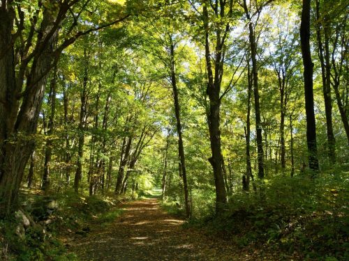 A serene forest path lined with tall trees and dappled sunlight filtering through the leaves.
