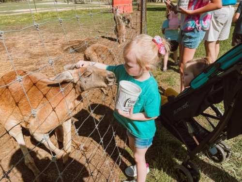 A young girl feeds a goat at a petting zoo while another child sits in a stroller nearby.