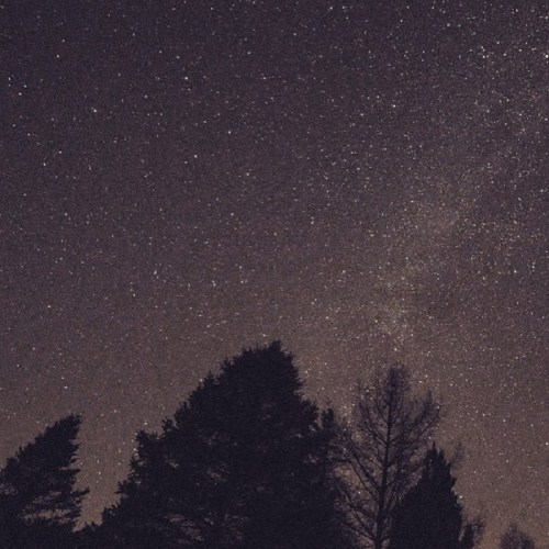 A starry night sky filled with stars and the Milky Way, silhouetted by dark tree outlines at the bottom.