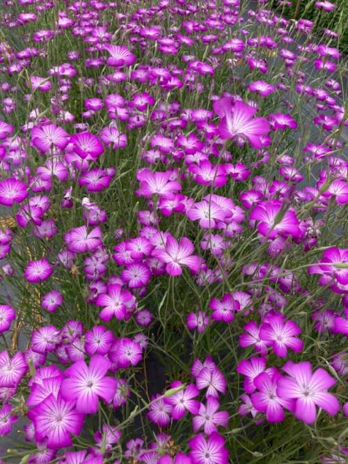 A vibrant field of pink flowers in full bloom, creating a colorful and lush landscape.