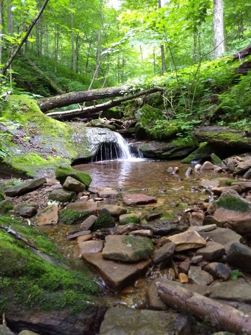 A serene forest scene featuring a small waterfall cascading over rocks into a clear stream, surrounded by lush greenery.