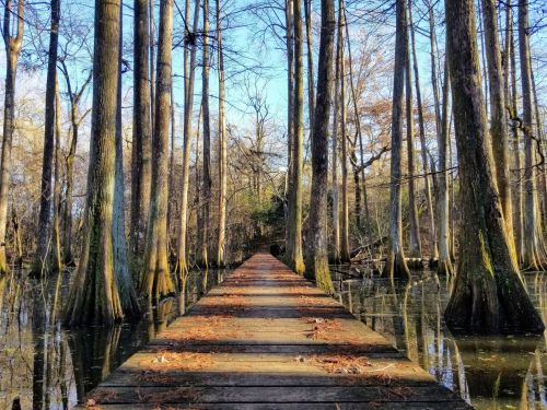 A wooden walkway leads through a serene, tree-lined swamp with still water and autumn leaves scattered on the path.