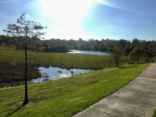 A serene landscape featuring a pond surrounded by greenery and trees, with a clear blue sky and bright sunlight.