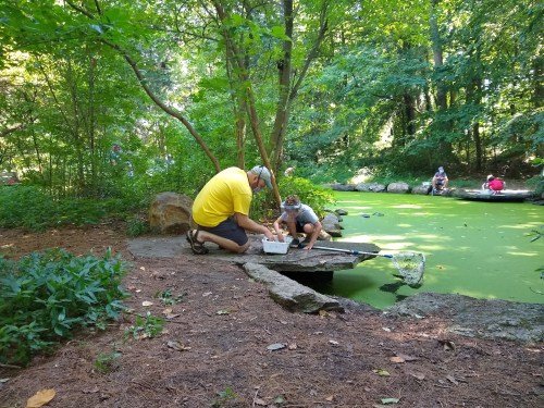 A man and a child explore a pond, collecting samples while surrounded by lush greenery and other visitors in the background.