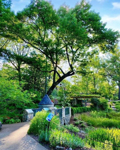A lush garden scene featuring a large tree, stone pathway, and informational sign amidst vibrant greenery.