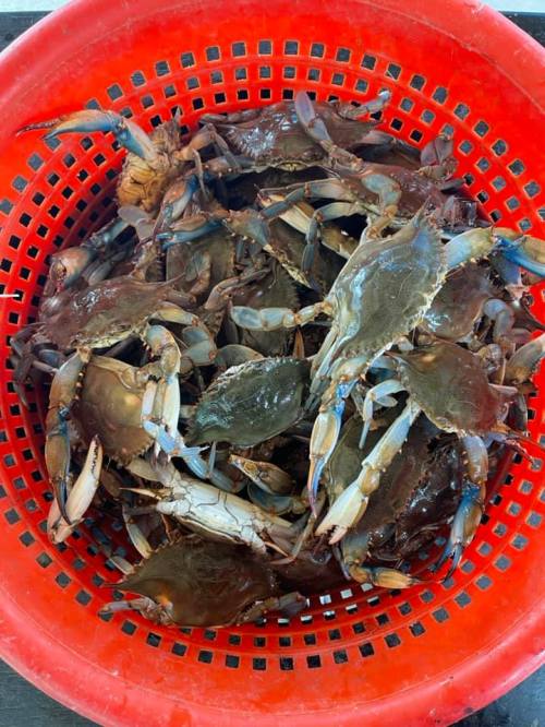 A red basket filled with numerous blue crabs, showcasing their shells and claws.