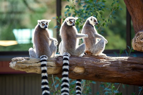Three ring-tailed lemurs sit on a log, facing away, with their distinctive striped tails hanging down.