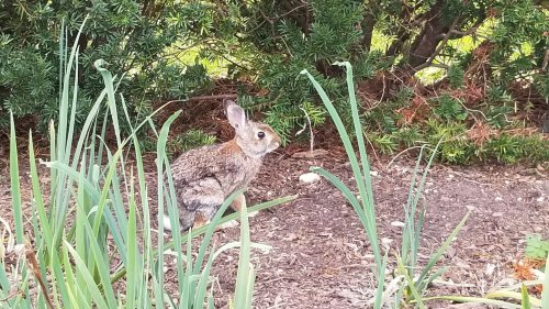 A small rabbit sits among green grass and plants in a garden setting.