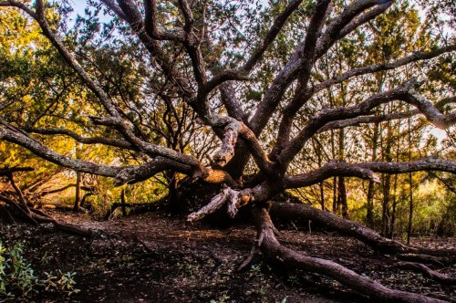A large, gnarled tree with sprawling branches in a forest, illuminated by warm sunlight filtering through the leaves.