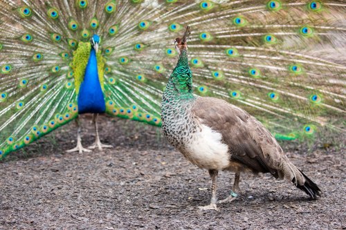 A male peacock displays vibrant blue and green feathers while a female peafowl stands nearby on the ground.