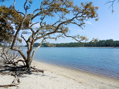 A serene beach scene with a tree overhanging calm water and a sandy shore under a clear blue sky.