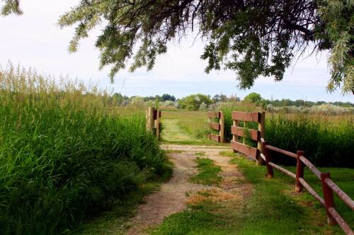 A dirt path leads through a wooden gate, surrounded by tall grass and trees, opening to a serene landscape.