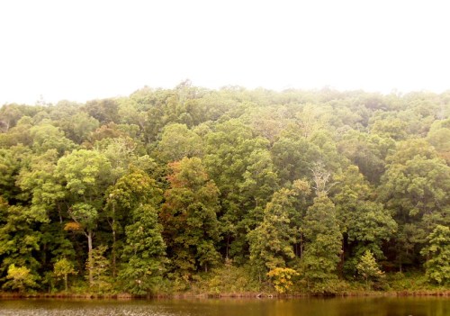 Lush green forest with hints of autumn colors reflected in a calm lake under a misty sky.